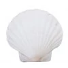 Rustic White & Wood Fan Sea Shell