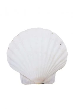 Rustic White & Wood Fan Sea Shell