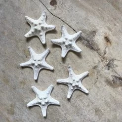 Rustic White & Wood White Thorny Starfish Coastal Decor