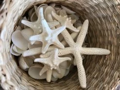 Rustic White & Wood White Thorny Starfish Coastal Decor