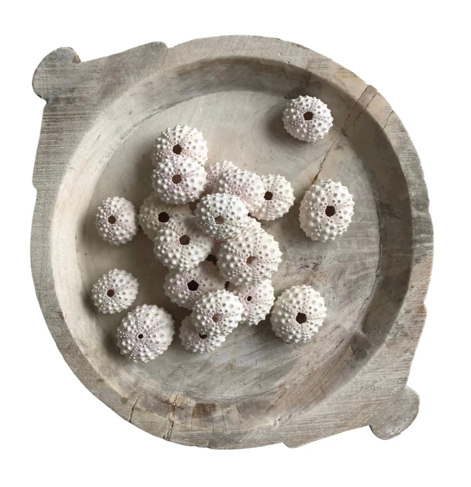 Rustic White & Wood Coastal Decor Sea Urchin - White Knobby 3 Rustic White & Wood Coastal Decor Sea Urchin - White Knobby