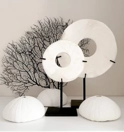 Rustic White & Wood Coastal Decor White Polyresin Sea Urchin Coral