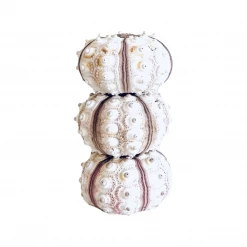 Rustic White & Wood Coastal Decor Sea Urchin - Imperial