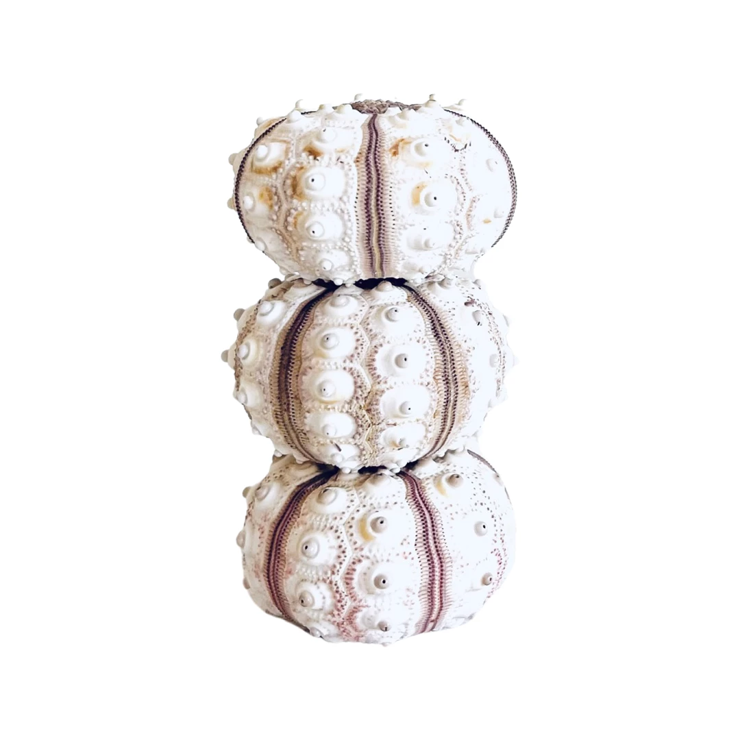 Rustic White & Wood Coastal Decor Sea Urchin - Imperial 3 Rustic White & Wood Coastal Decor Sea Urchin - Imperial