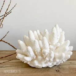 Rustic White & Wood Authentic Coral Pieces - Finger Coral Coastal Decor