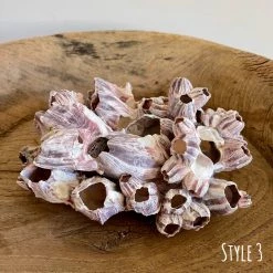 Rustic White & Wood Authentic Barnacle Clusters Coastal Decor