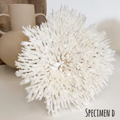 Rustic White & Wood Coastal Decor Plate Coral