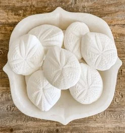 Rustic White & Wood Sand Dollar - White