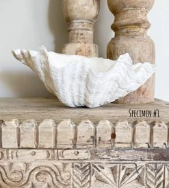 Rustic White & Wood Authentic Clam Shell
