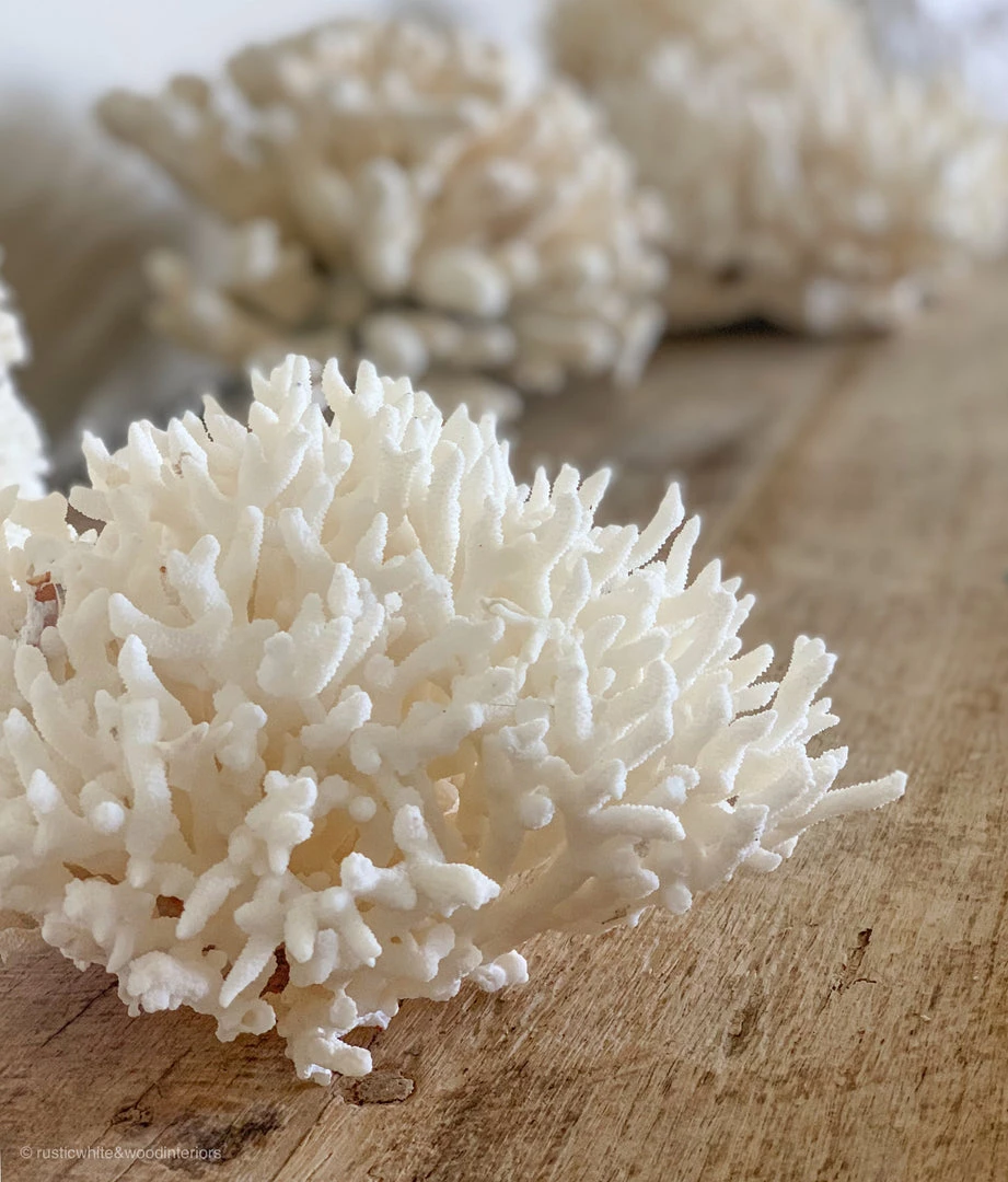 Rustic White & Wood Authentic Coral Pieces - Birdsnest Coral Coastal Decor 4 Rustic White & Wood Authentic Coral Pieces - Birdsnest Coral Coastal Decor