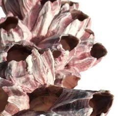 Rustic White & Wood Authentic Barnacle Clusters Coastal Decor