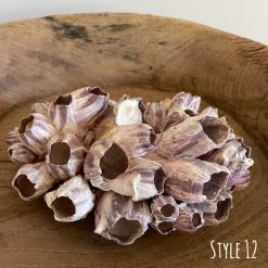 Rustic White & Wood Authentic Barnacle Clusters Coastal Decor