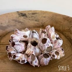 Rustic White & Wood Authentic Barnacle Clusters Coastal Decor