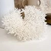 Rustic White & Wood Coastal Decor Plate Coral