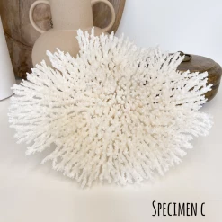 Rustic White & Wood Coastal Decor Plate Coral