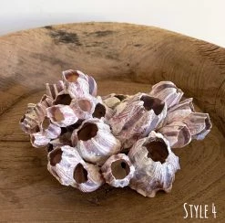 Rustic White & Wood Authentic Barnacle Clusters Coastal Decor