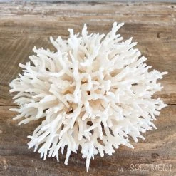 Rustic White & Wood Authentic Coral Pieces - Birdsnest Coral Coastal Decor 9 Rustic White & Wood Authentic Coral Pieces - Birdsnest Coral Coastal Decor