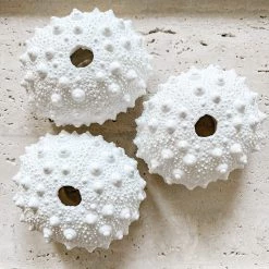 Rustic White & Wood White Polyresin Spiky Sea Urchin Coral
