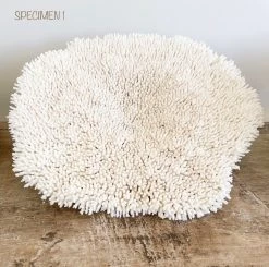 Rustic White & Wood Authentic Coral - Plate Coral - Oversized Coastal Decor