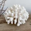 Rustic White & Wood Authentic Coral Pieces - Cauliflower Coral Coastal Decor 2 Rustic White & Wood Authentic Coral Pieces - Cauliflower Coral Coastal Decor