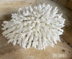 Rustic White & Wood Round Plate Coral