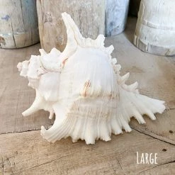 Rustic White & Wood Murex Ramosa Shell 14 Rustic White & Wood Murex Ramosa Shell