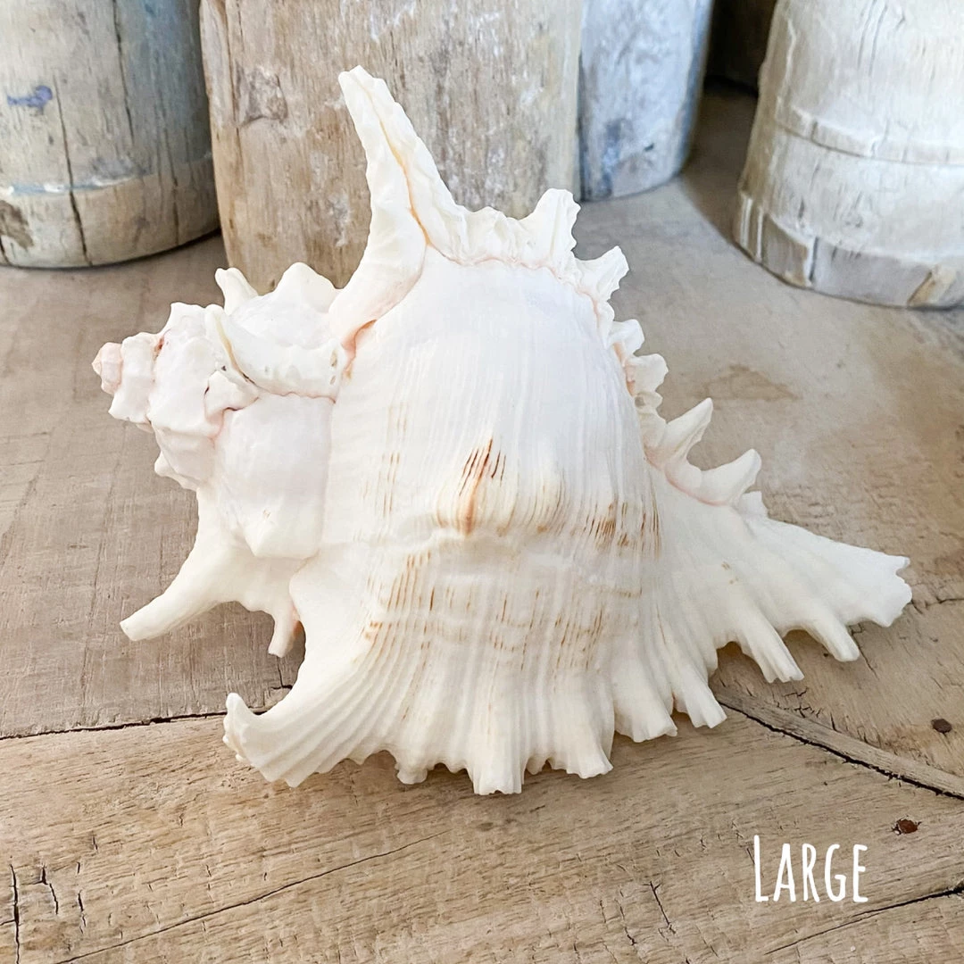 Rustic White & Wood Murex Ramosa Shell 8 Rustic White & Wood Murex Ramosa Shell