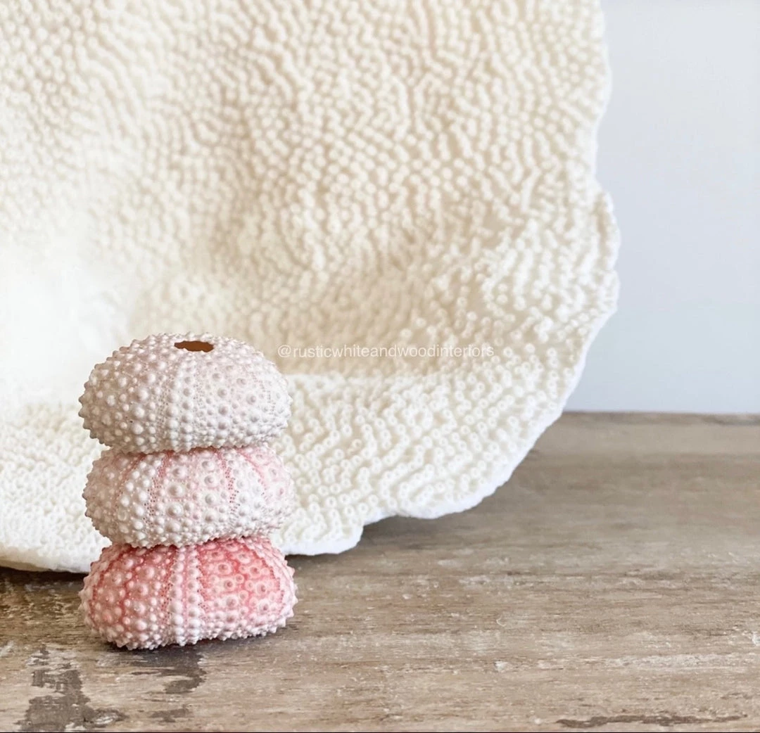 Rustic White & Wood Coastal Decor Sea Urchin - Pink 3 Rustic White & Wood Coastal Decor Sea Urchin - Pink