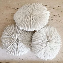 Rustic White & Wood Coastal Decor White Polyresin Fungia Coral