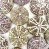 Rustic White & Wood Coastal Decor Large Sea Urchin - Alfonso