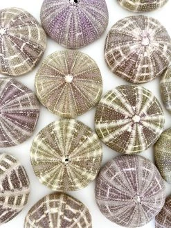 Rustic White & Wood Coastal Decor Large Sea Urchin - Alfonso