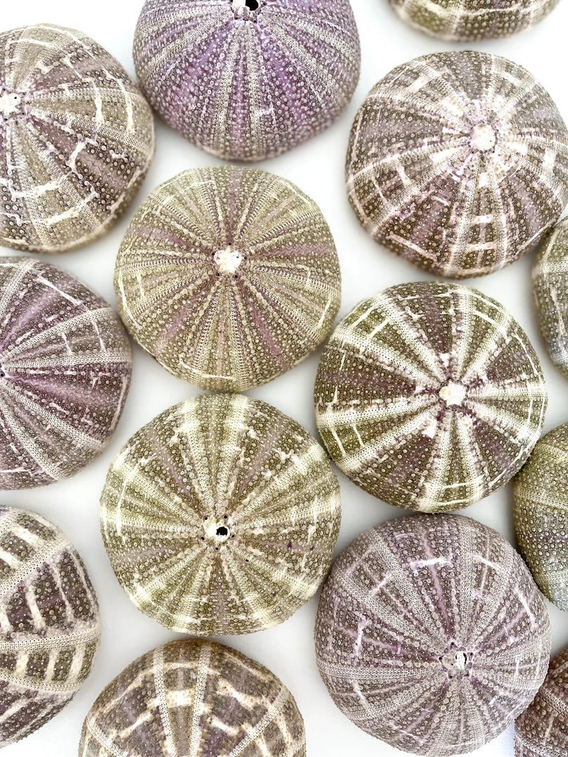 Rustic White & Wood Coastal Decor Large Sea Urchin - Alfonso 3 Rustic White & Wood Coastal Decor Large Sea Urchin - Alfonso