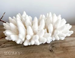 Rustic White & Wood Authentic Coral Pieces - Finger Coral Coastal Decor