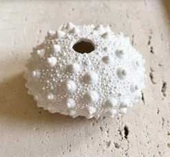 Rustic White & Wood White Polyresin Spiky Sea Urchin Coral