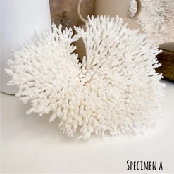 Rustic White & Wood Coastal Decor Plate Coral