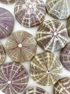 Rustic White & Wood Coastal Decor Large Sea Urchin - Alfonso