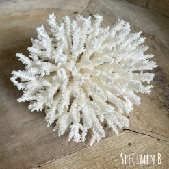 Rustic White & Wood Round Plate Coral