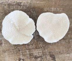 Rustic White & Wood Mini Cup Coral