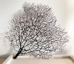 Rustic, White & Wood Authentic Coral Seafan Black - Natural