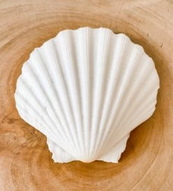 Rustic White & Wood Fan Sea Shell