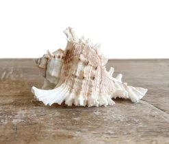 Rustic White & Wood Murex Ramosa Shell