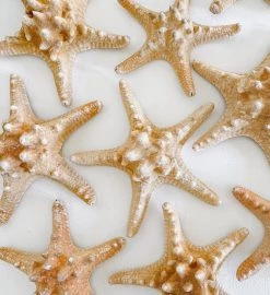 Rustic White & Wood Thorny Starfish - XLGE Coastal Decor