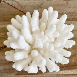 Rustic White & Wood Authentic Coral Pieces - Finger Coral Coastal Decor