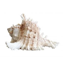 Rustic White & Wood Murex Ramosa Shell