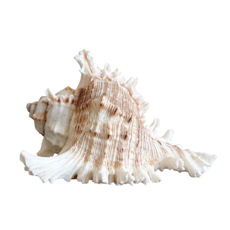 Rustic White & Wood Murex Ramosa Shell 3 Rustic White & Wood Murex Ramosa Shell