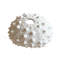 Rustic White & Wood White Polyresin Spiky Sea Urchin Coral