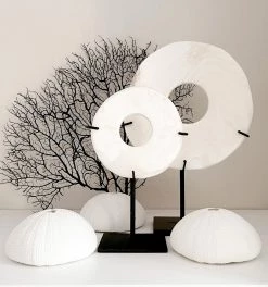 Rustic White & Wood White Shell Ring On Stand