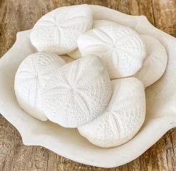 Rustic White & Wood Sand Dollar - White