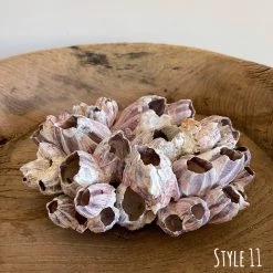 Rustic White & Wood Authentic Barnacle Clusters Coastal Decor