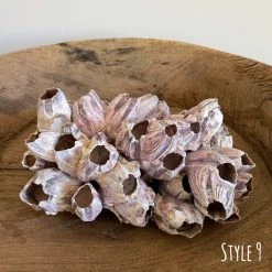 Rustic White & Wood Authentic Barnacle Clusters Coastal Decor